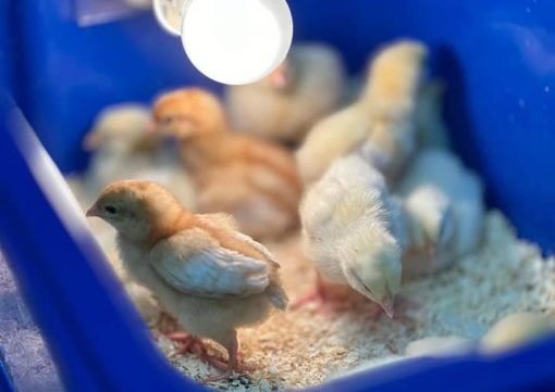 Yellow Leg Hatch Day-Old Baby Chicks for Sale