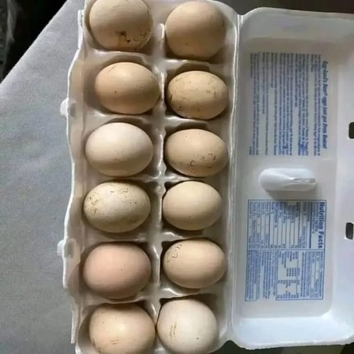 fertile Yellow Leg Hatch hatching eggs