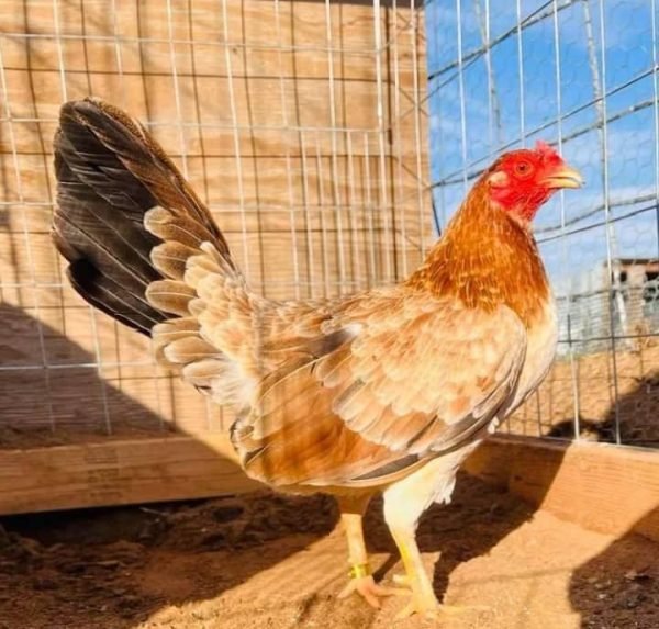 Buy purebred Yellow Leg Hatch gamefowl hens - Image 2