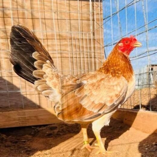 Buy purebred Yellow Leg Hatch gamefowl hens