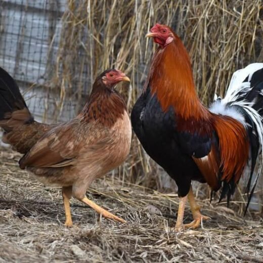 Yellow Leg Hatch Pair