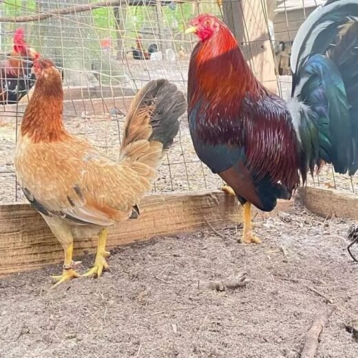 Yellow Leg Kelso Pair