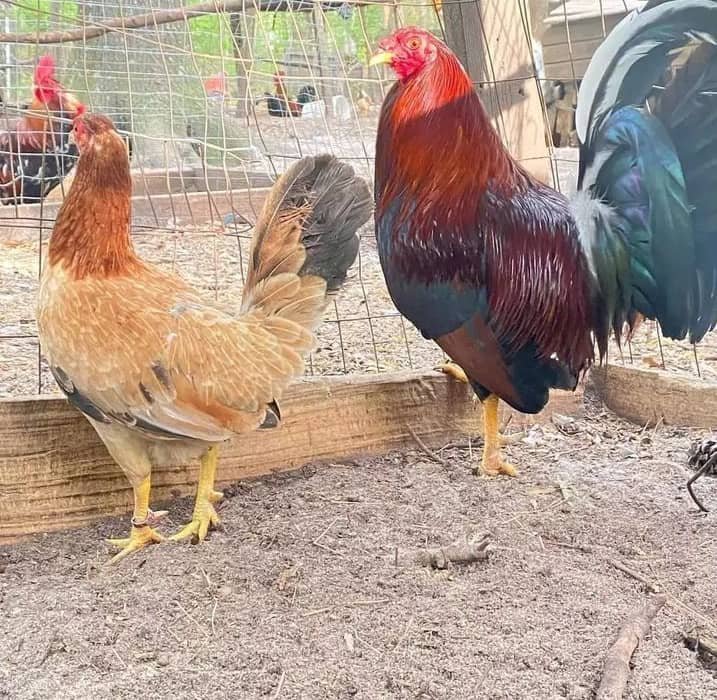 Yellow Leg Kelso Pair