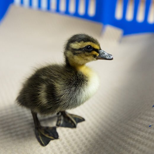 2-Week-Old Female Rouen Ducklings For Sale
